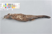 藏品(斑頸鳩)的圖片